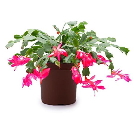 Yılbaşı Çiçeği – Schlumbergera