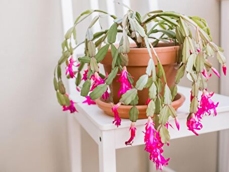 Yılbaşı Çiçeği – Schlumbergera