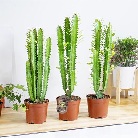 Süt Ağacı – Euphorbia trigona