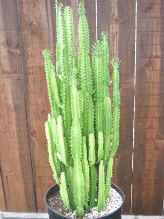 Süt Ağacı – Euphorbia trigona