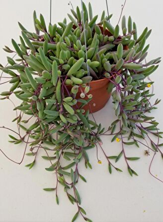 Yakut Kolyesi – Othonna capensis