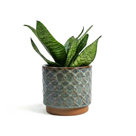 Yeşil Paşa Kılıcı – Sansevieria Hahnii 15-20 cm