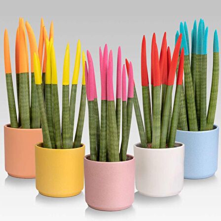 Renkli Paşa Kılıcı – Sansevieria Velvet