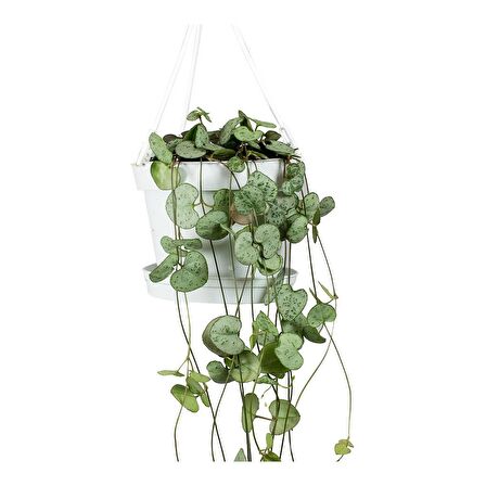 Kalp Kalbe Karşı Çiçeği – Ceropegia Woodii