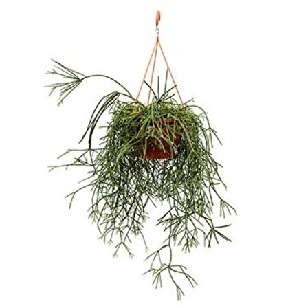 Askılı Saksıda Spagetti Kaktüsü – Rhipsalis Pilocarpa