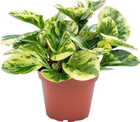 Alacalı Zümrüt Dalgası – Peperomia Obtusifolia