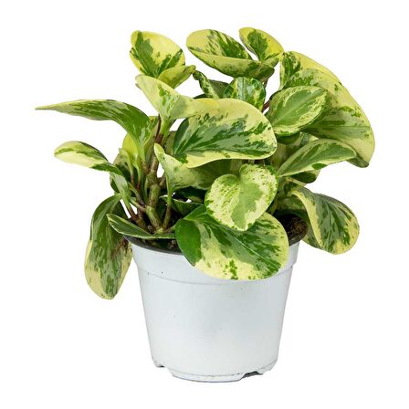 Alacalı Zümrüt Dalgası – Peperomia Obtusifolia