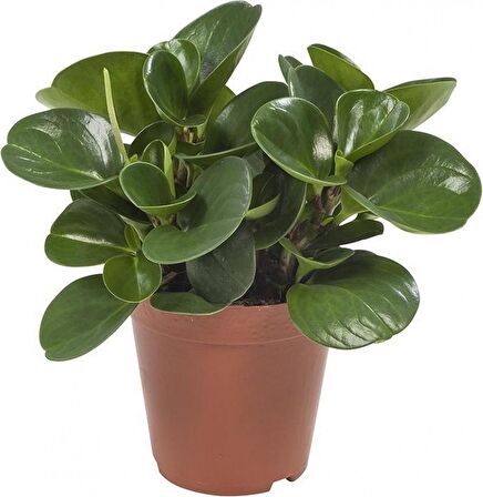 Yeşil  Zümrüt Dalgası – Peperomia Obtusifolia