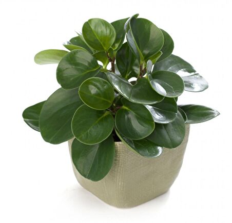 Yeşil  Zümrüt Dalgası – Peperomia Obtusifolia