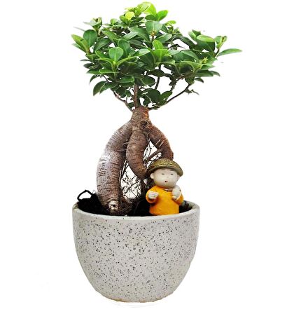 Ficus Ginseng Bonsai