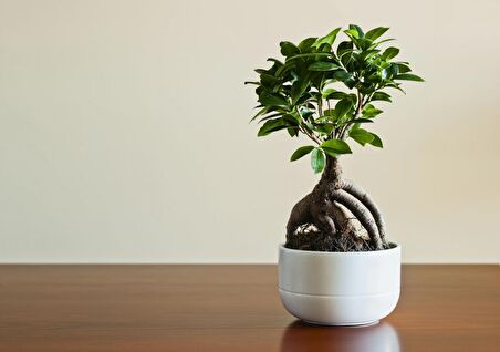Ficus Ginseng Bonsai