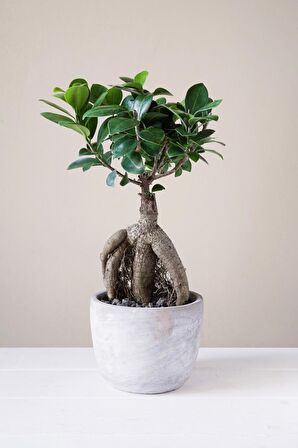 Ficus Ginseng Bonsai