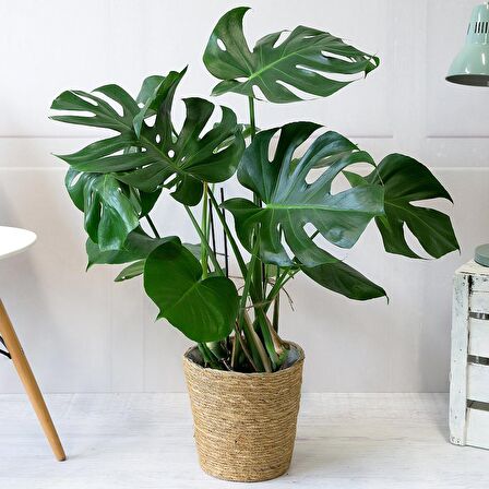 Monstera -  Deve Tabanı 60-80 cm