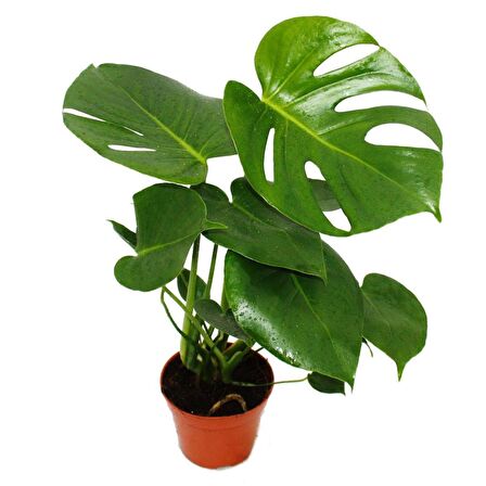 Monstera -  Deve Tabanı 60-80 cm