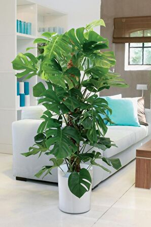 Monstera -  Deve Tabanı 80-100 cm