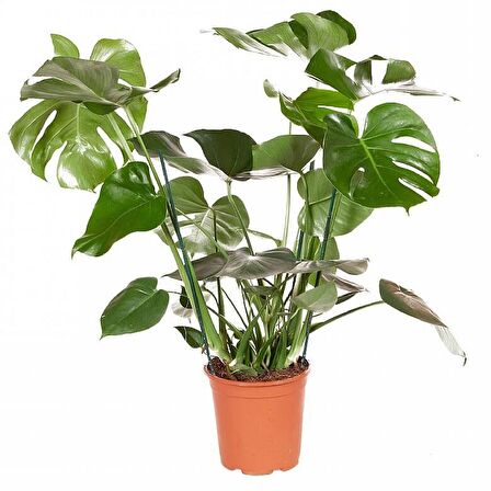 Monstera -  Deve Tabanı 80-100 cm