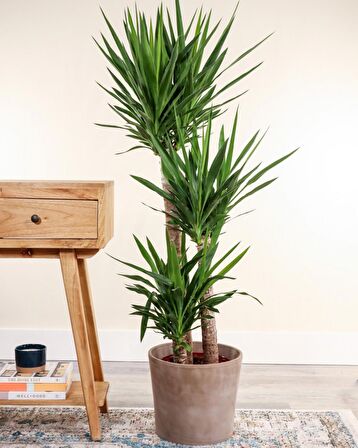 Yuka – Yucca 3’lü 100-125cm