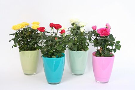 Mini Gül – Minyatür Saksı Gülü 10 Adet Karışık Renklerde