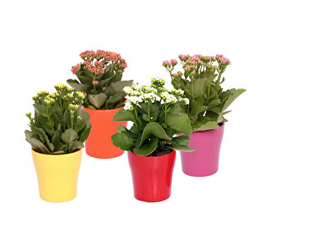 Kalanşo Çiçeği – Kalanchoe 10 Adet Karışık Renklerde