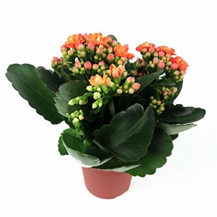 Kalanşo Çiçeği – Kalanchoe 10 Adet Karışık Renklerde