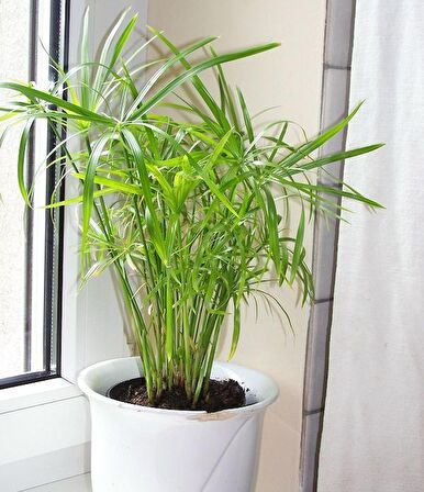 Japon Şemsiyesi – Cyperus Alternifolius