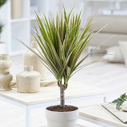 Madagaskar Dragon Ağacı – Dracaena Marginata -Alacalı Tek Gövdeli
