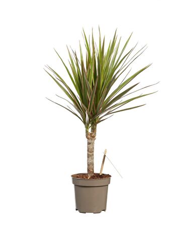 Madagaskar Dragon Ağacı – Dracaena Marginata -Alacalı Tek Gövdeli