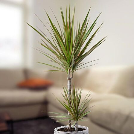 Madagaskar Dragon Ağacı – Dracaena Marginata Alacalı 2 Gövdeli