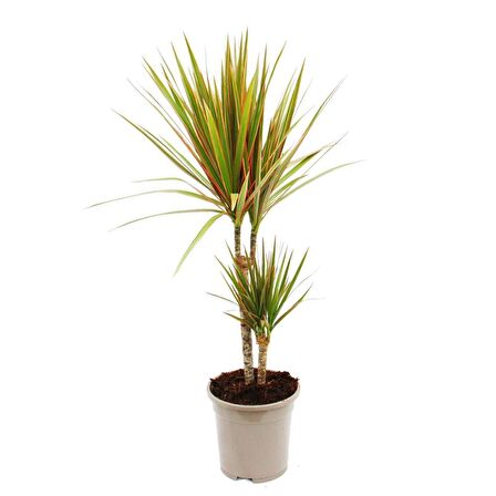 Madagaskar Dragon Ağacı – Dracaena Marginata Alacalı 2 Gövdeli
