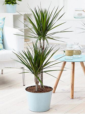 Madagaskar Dragon Ağacı – Dracaena Marginata 2 Gövdeli Yeşil