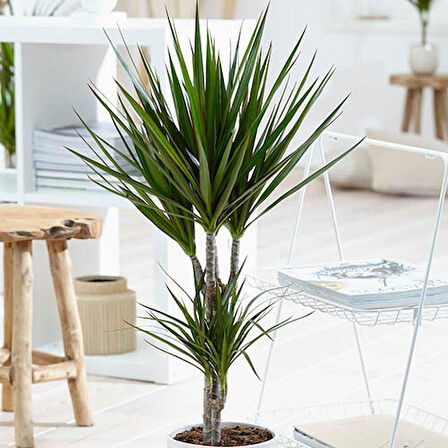 Madagaskar Dragon Ağacı – Dracaena Marginata 2 Gövdeli Yeşil