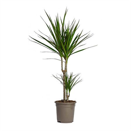 Madagaskar Dragon Ağacı – Dracaena Marginata 2 Gövdeli Yeşil