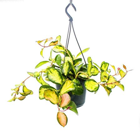 Alacalı Mum Çiçeği (Hoya carnosa Tricolor) - Askılı Saksıda