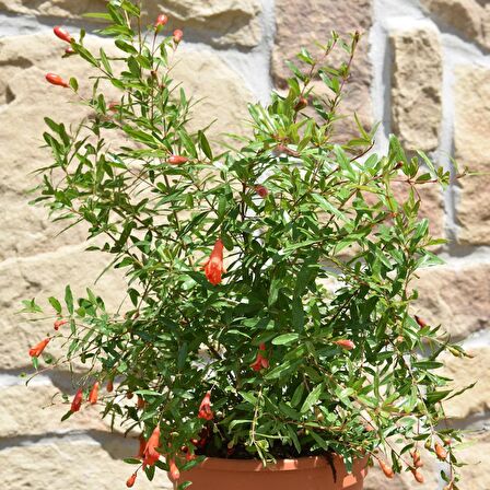 Bodur Süs Narı – Punica Granatum “Nana”