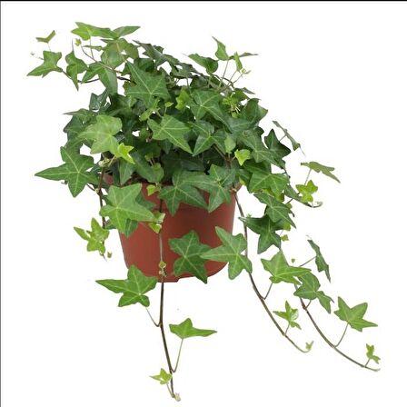 Mini Hedera Salon Sarmaşığı- (Hedera Helix Green) Askılı Saksıda