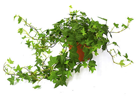 Mini Hedera Salon Sarmaşığı- (Hedera Helix Green) Askılı Saksıda