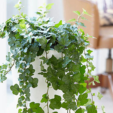 Mini Hedera Salon Sarmaşığı- (Hedera Helix Green) Askılı Saksıda