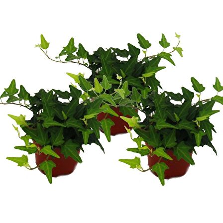 Mini Hedera Salon Sarmaşığı- (Hedera Helix Green) 3 Adet Saksıda