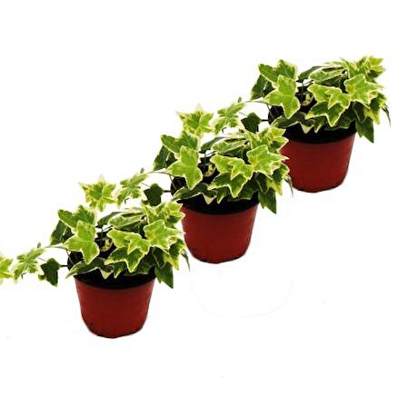 Mini Hedera Salon Sarmaşığı- Alacalı 3 Adet Saksıda