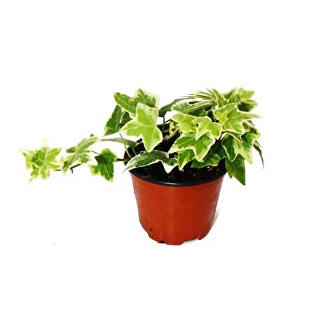Mini Hedera Salon Sarmaşığı- Alacalı 3 Adet Saksıda