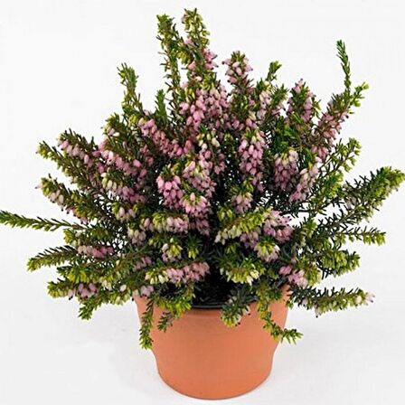 Erika (Funda) Çiçeği – Erica Carnea - Mor