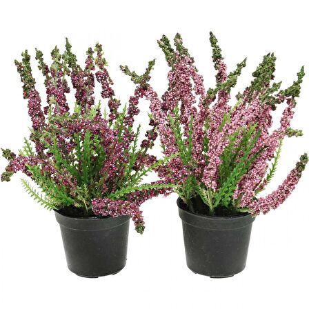 Erika (Funda) Çiçeği – Erica Carnea - Mor