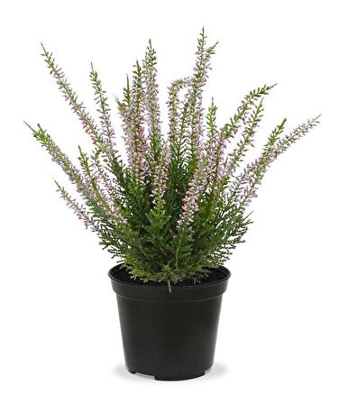 Erika (Funda) Çiçeği – Erica Carnea - Mor