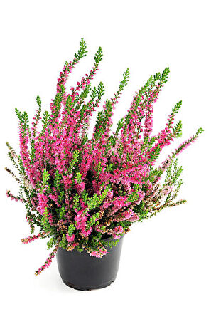 Erika (Funda) Çiçeği – Erica Carnea - Pembe