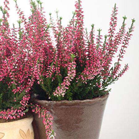 Erika (Funda) Çiçeği – Erica Carnea - Pembe