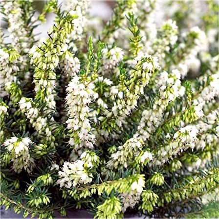 Erika (Funda) Çiçeği – Erica Carnea - Beyaz