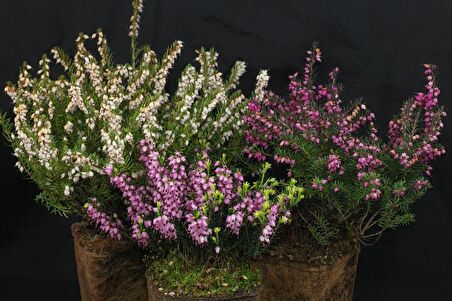 Erika (Funda) Çiçeği – Erica Carnea - 3 Adet Saksılı Karışık Renklerde