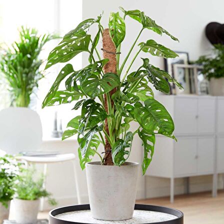 Delikli Monstera (Monstera Adonsonii Monkey Mask) Sopalı