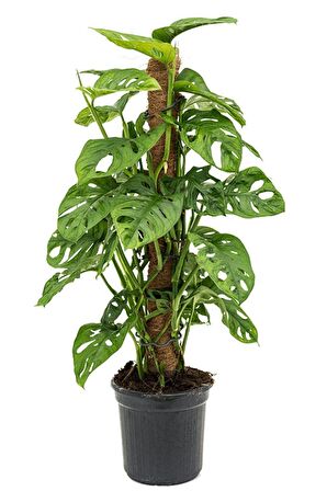 Delikli Monstera (Monstera Adonsonii Monkey Mask) Sopalı
