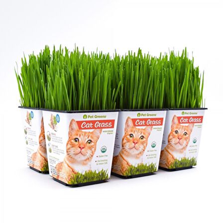 Kedi Çimi 12 cm'lik Saksıda